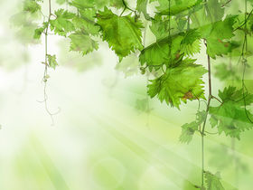 IL MERCATO ASSICURATIVO: SOSTENIBILE ED EUROPEO