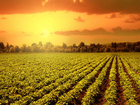 AGRICOLTURA, ANIA E AGEA INSIEME CONTRO LE FRODI